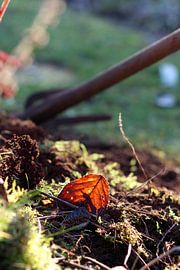 Fall by Felisa Friedman