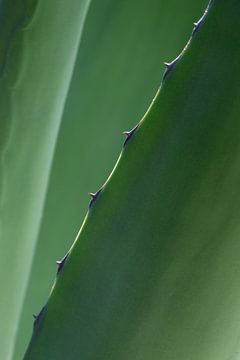 Botanische close-up van agaveblad – natuurlijke wanddecoratie