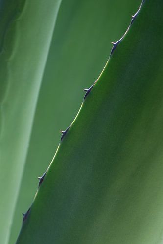 Gros plan botanique sur une feuille d'agave - décoration murale naturelle sur Photography art by Sacha