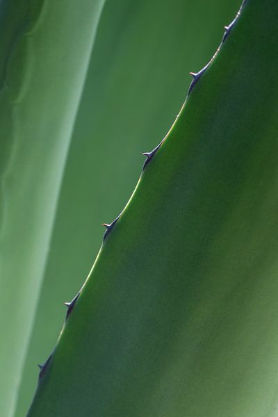 Botanische close-up van agaveblad – natuurlijke wanddecoratie van Photography art by Sacha