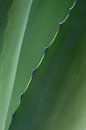 Botanische close-up van agaveblad – natuurlijke wanddecoratie van Photography art by Sacha thumbnail