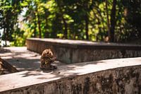 Monkey eats banana