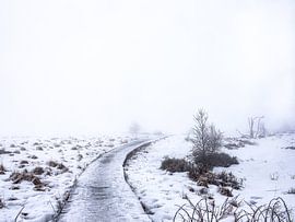 The peat bog near Baraque Michel by Eddy Westdijk