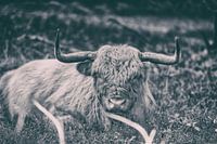 Scottish highlander