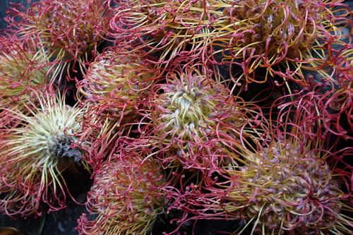 Forêt de sucre ou Protea