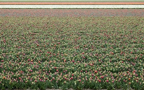 Tulpen veld