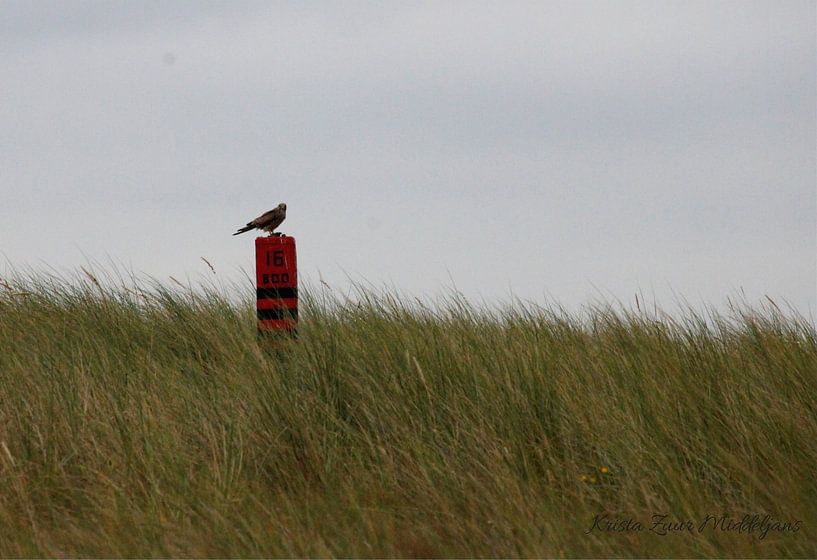 Hen Harrier by Krista Zuur