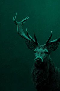 Hirsch in der Stille Symbol der Waldkraft