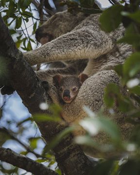 Koala's von Magnetic Island: Ein ikonisches australisches Erlebnis von Ken Tempelers