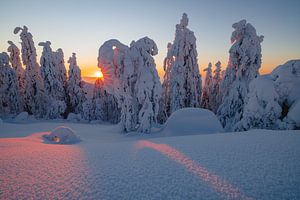 Sonnenstrahlen durch die Bäume des Koli NP