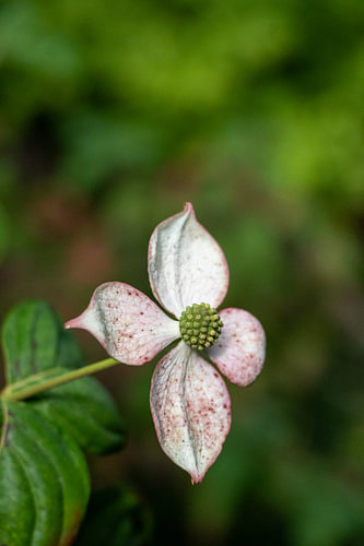 Delicate Blossom, Serene amidst the Greenery
