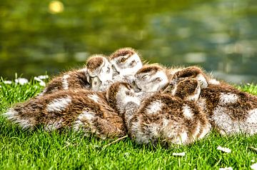 Sleeping goslings