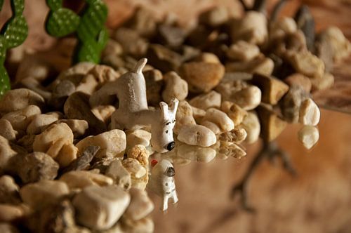 Bobbie in the desert