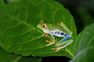 Tree Frog by Eddy Kuipers