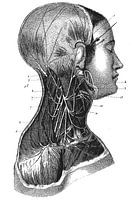 Anatomy head