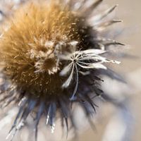Distel