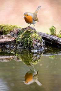 Roodborst in spiegelbeeld... van Gerjo Horsman