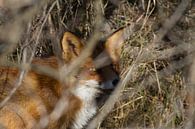 Portret vos van Wesley Klijnstra thumbnail