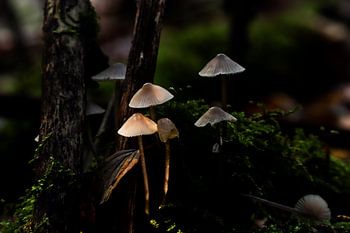 champignon helmmycena