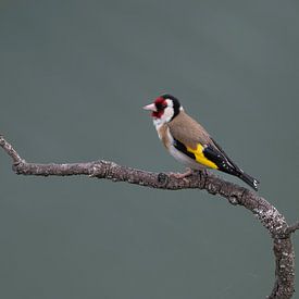 Le Putter sur Lex van Doorn