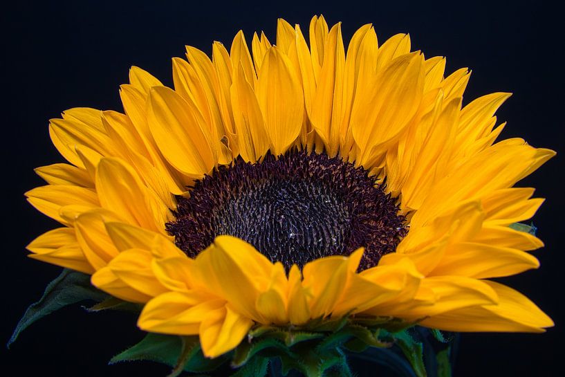 Zonnebloem van Raphael Kipfer