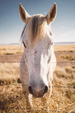 West Texas Wild II von Bethany Young Photography