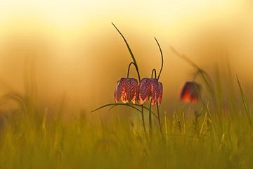 Vanneau en fleurs au coucher du soleil sur Erik Veldkamp