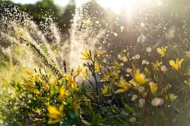 Endless summer by Laura Vink