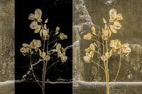 Stilleben Judas-Pfennig. Blumenporträt. Digitale Kunst
