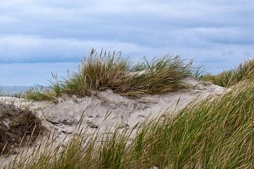 Charmante dune de sable sur la côte danoise dans le Jutland