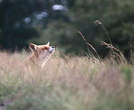 Vosje genietend in de zon van By Monique