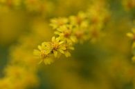 gelbe Blumen von Eveline De Brabandere Miniaturansicht