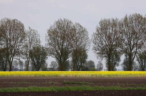 Frühling in Ostfriesland
