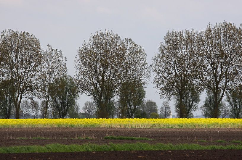 Spring in East Frisia by Rolf Pötsch