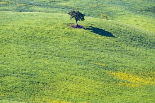 Moerbeiboom (Morus) in een veld met bloeiende gele brem (Genista tinctoria), Toscane
