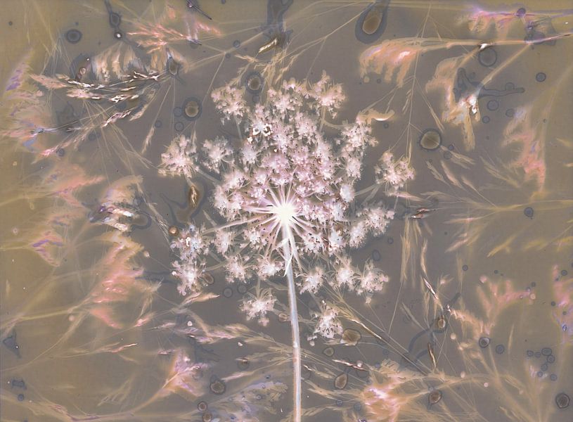 Flower of light by Fotonomie - Leonie Gossens