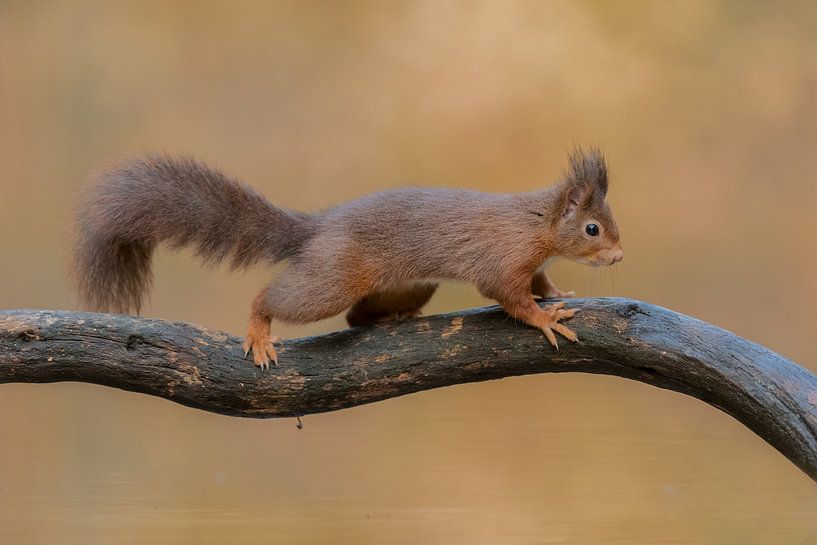Acro squirrel by Larissa Rand