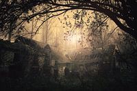 lost in the woods