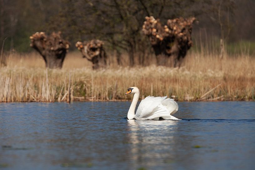 Cygne sur le mur par Corrie Post
