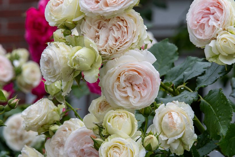 Les roses sont un régal pour les yeux et pour votre jardin. par Jolanda de Jong-Jansen