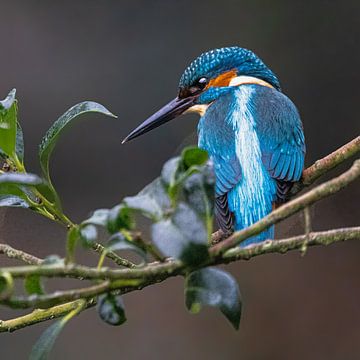 Kingfisher, IJsvogel, blauwe beauty van Bert Huisman