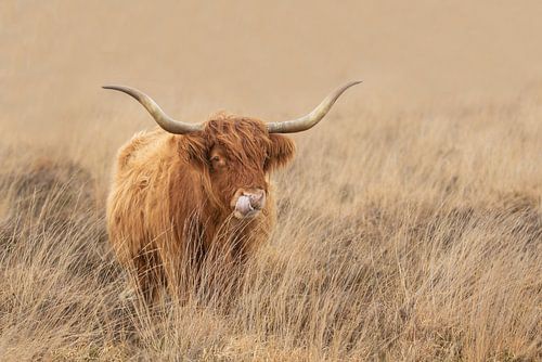 schotse hooglander op het Hijkerveld