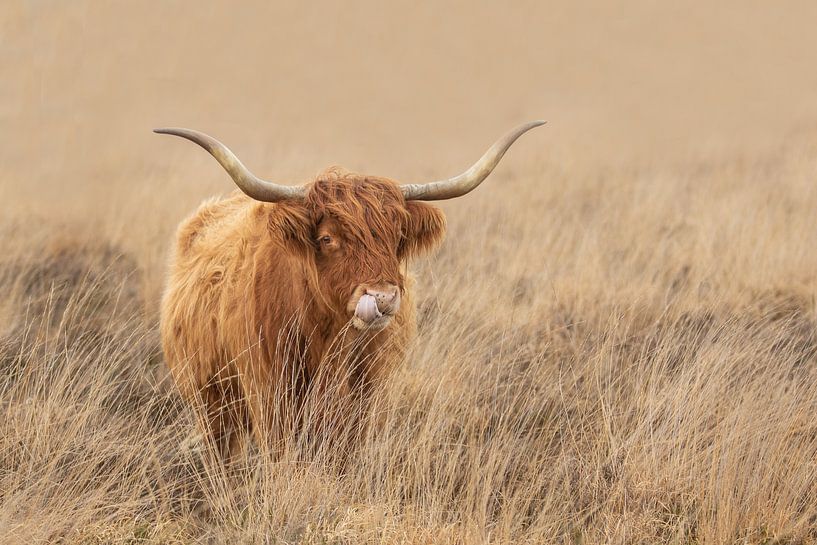 Scottish highlander on the Hijkerveld by M. B. fotografie