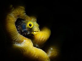 Slime fish in the coral 2 by René Weterings