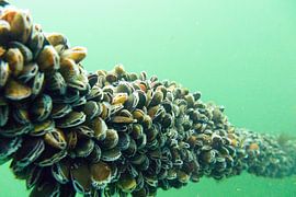 Mosselcultuur Zeeland