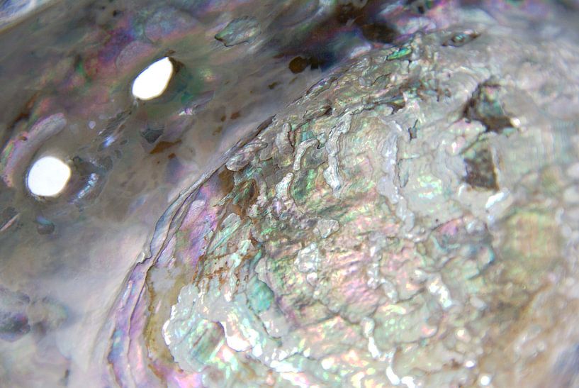 Paua shell par Lotte Veldt