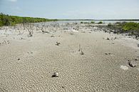 Mangrove en rotsen op tropisch strand van Cayo las Brujas op Caraïbisch eiland Cuba van Tjeerd Kruse thumbnail