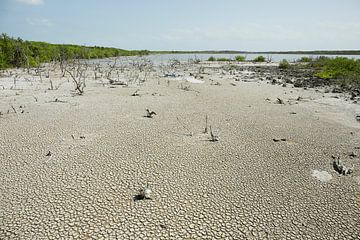Mangrove en rotsen op tropisch strand van Cayo las Brujas op Caraïbisch eiland Cuba