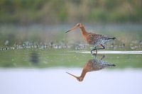 Grutto lopend door het water