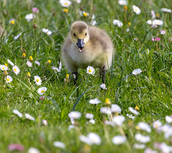 Spring Joy